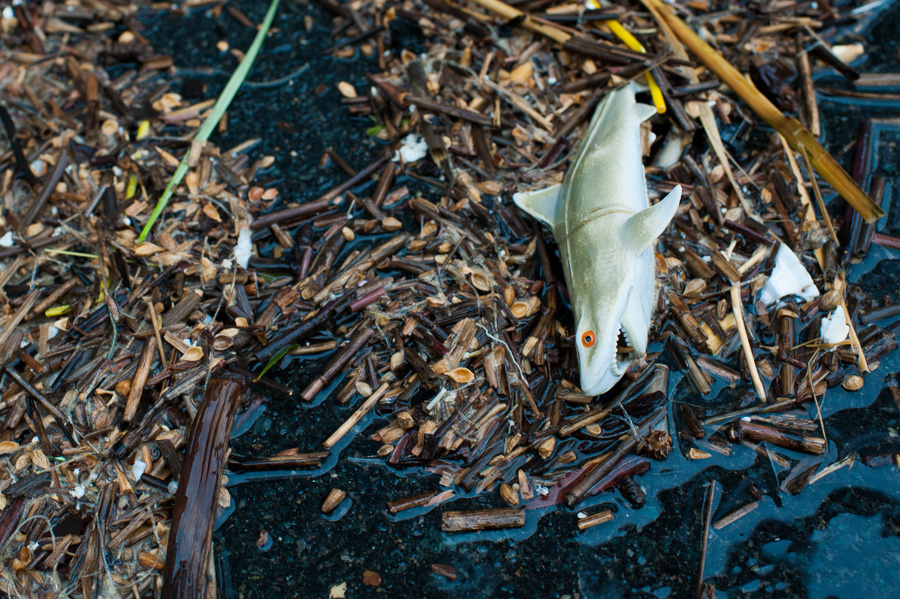 A Real Shark Occurrence during Hurricane Sandy