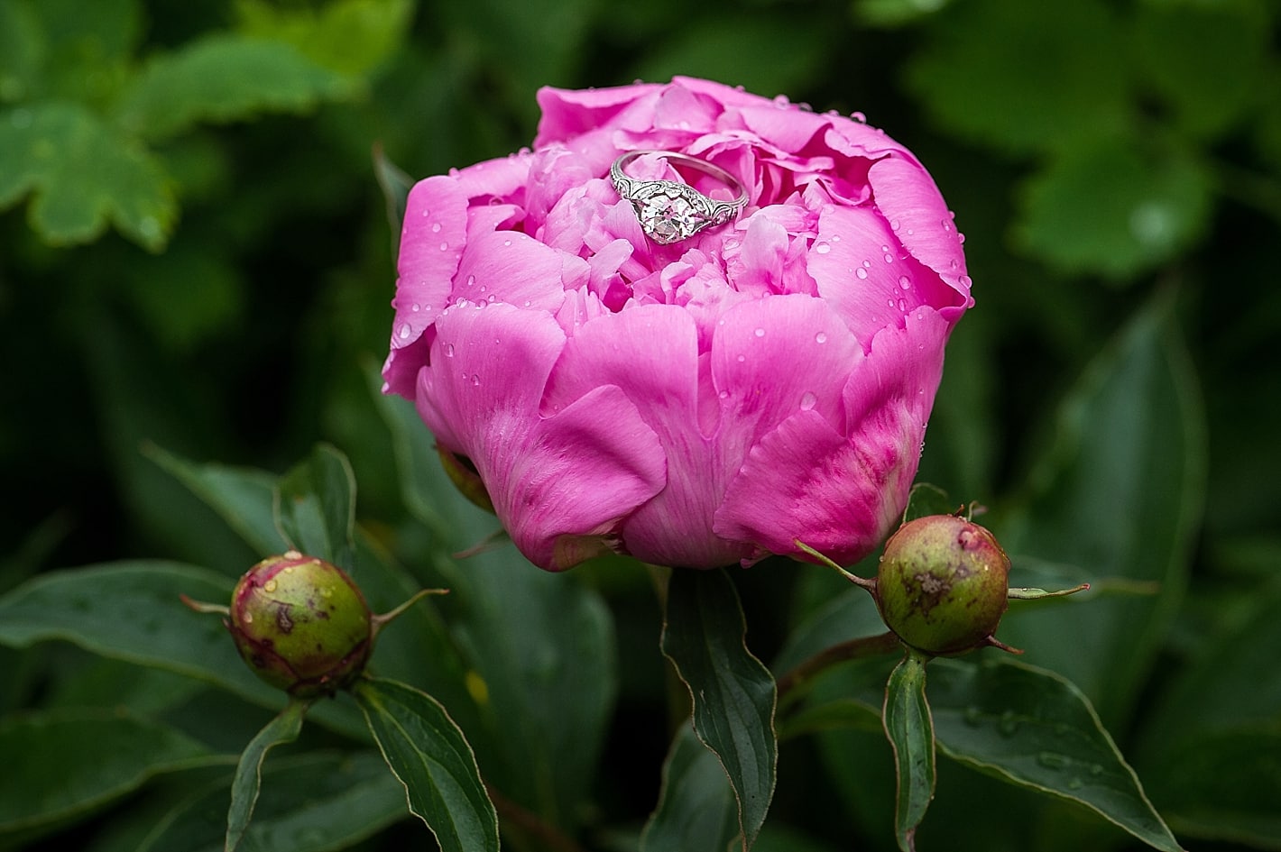 Wedding Ring photos on Peony Flowers