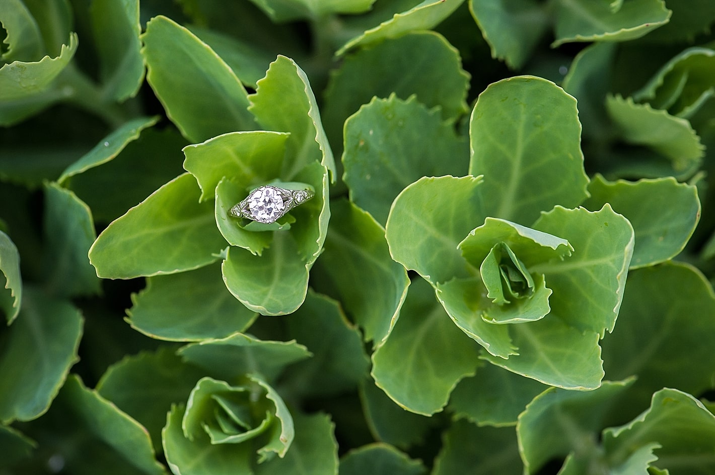 Wedding Ring detail images on pretty green flowers